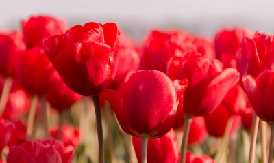 красные тюльпаны, поле
