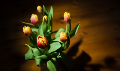 тюльпаны, цветы