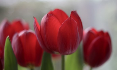 красные тюльпаны, макро