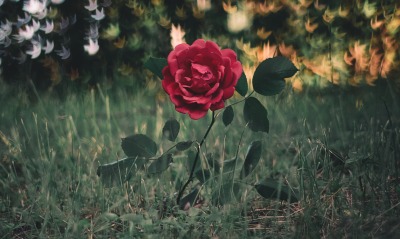 цветок, красный