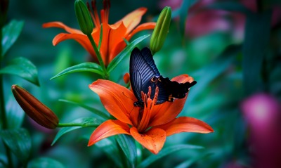 цветок, бабочка