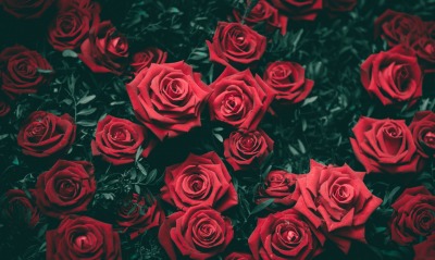 розы, кустовая роза