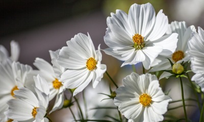 цветы, белые ромашки