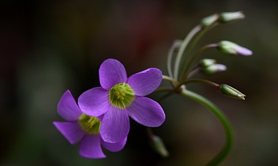 цветок, фиолетовый
