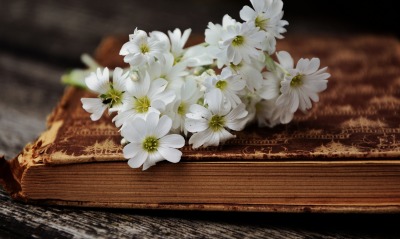 белые цветы книга деревянные доски