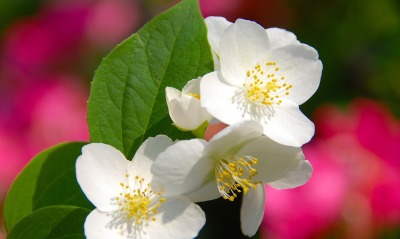 цветение весна лепестки цветок