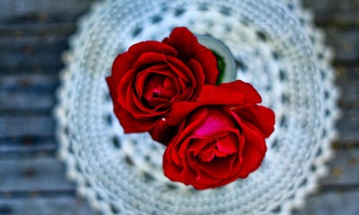 красные розы, бутоны