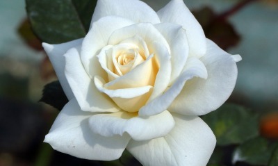 роза, белая роза