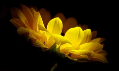 желтый цветок, лепестки