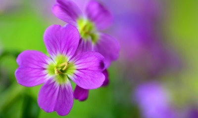 цветки фиолетовые размытость крупный план