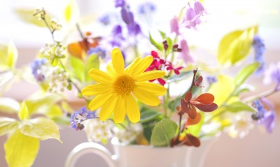 цветы букет ваза желтая ромашка