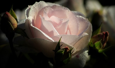 роза, белая