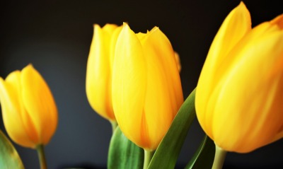 желтые тюльпаны, желтые цветы