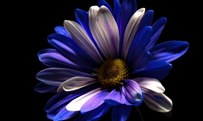 цветок, сине-голубой