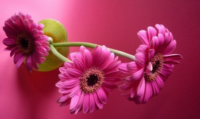 цветок, розовый