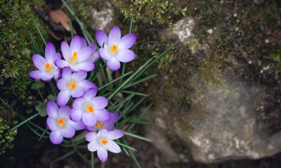 шафран томазини, цветы