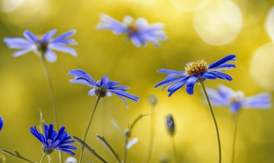 цветы полевые синие размытость желтый фон