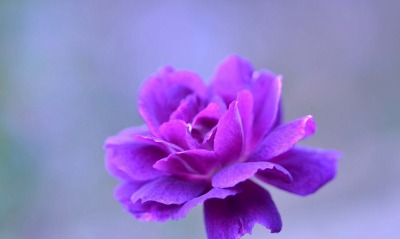 фиолетовый, цветок
