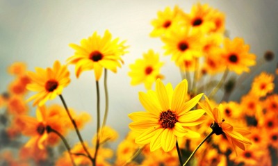 цветы, желтые