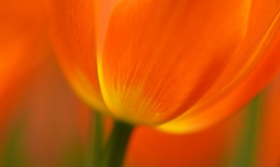 тюльпан, оранжевый