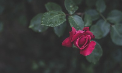 роза куст листья капли