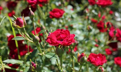 розы красные поляна