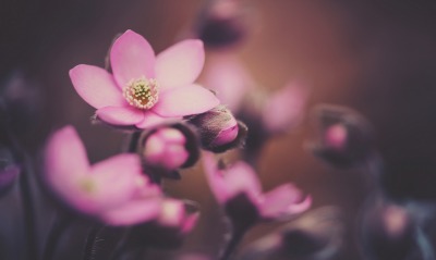 цветок, розовый