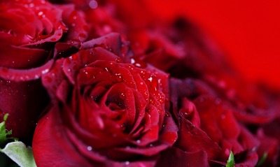 розы бордовый капли бутон макро