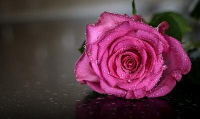 роза, розовая