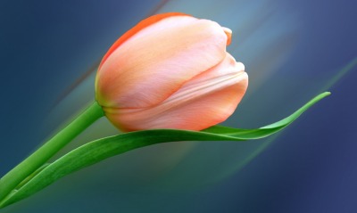тюльпан, цветок