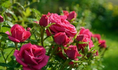 роза кустовая капли