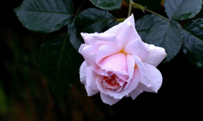 роза белая розово-белая бутон