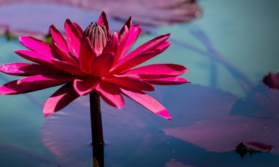 цветок кувшинка красная вода
