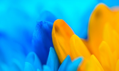 цветы синий желтый размытость нежность