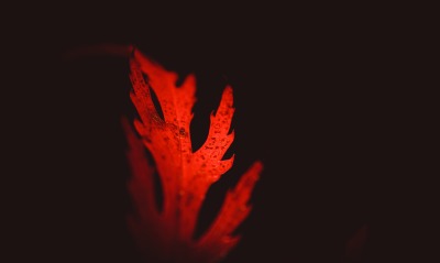 лист красный темный фон осень