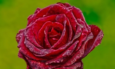 роза бутон капли макро бордовая