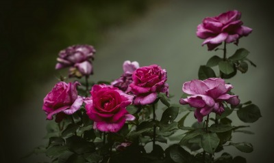 розы куст кустовая роза