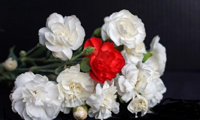 розы, белые