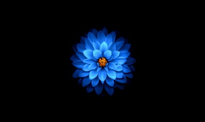 цветок, голубой