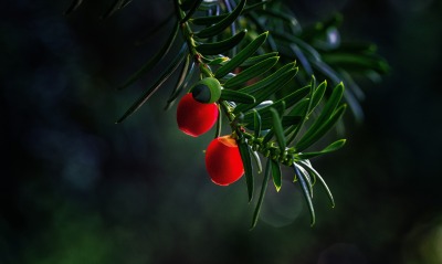 ветка ягоды красные зеленый