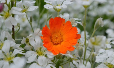 цветок, оранжевый