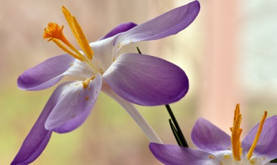 цветок фиолетовый крокусы цветы