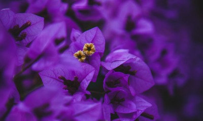 фиолетовый, цветы