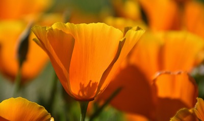 цветок, оранжевый