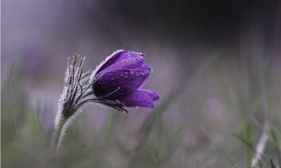 цветок крокус фиолетовый иней капли крупный план