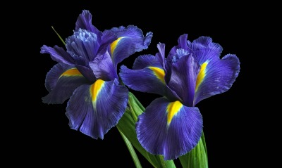 цветы ирис синие