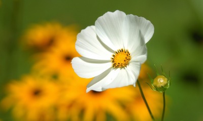 цветок белый размытость