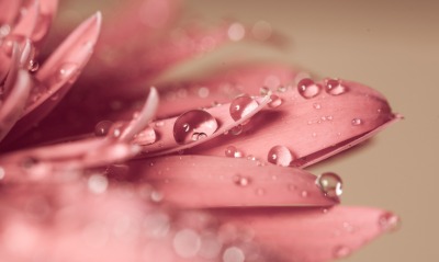 лепестки розовый цветок макро капли
