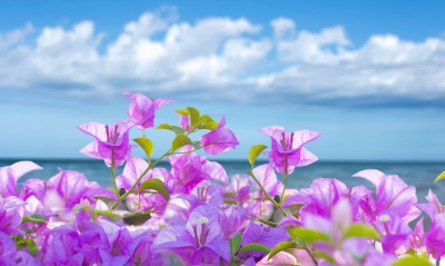цветы море облака ясный день
