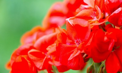 цветы букет красный лепестки куст